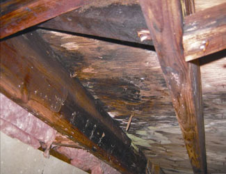 mold and rot in a Tucson crawl space